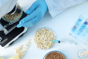 Wall Mural - GMO concept. Scientist examining wheat grains under microscope in laboratory, top view