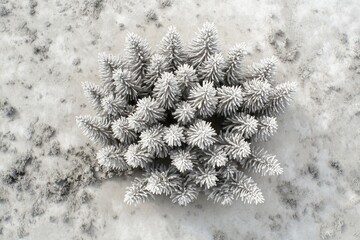 Canvas Print - Aerial view of a cluster of snow-covered fir trees in a wintry landscape.