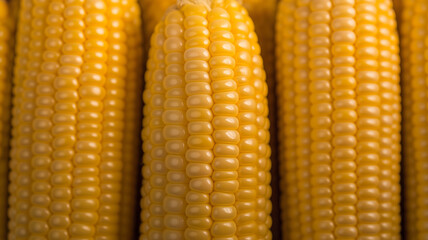 Wall Mural - Close up of fresh corn cobs showcasing plump, golden kernels, neatly arranged and illuminated by soft, natural light, emphasizing texture and freshness