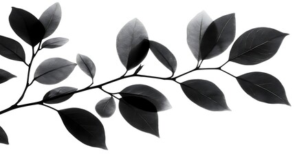 Branch, leaves, nature, white background, design