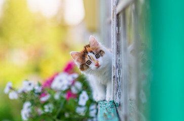 little cute curious kitten walking on the window ledge of a country house among bright flowerpots in