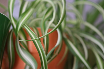 Canvas Print - A potted plant with striped leaves, suitable for home decor or nature-inspired design.