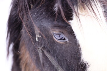 Wall Mural - A close-up shot of a horse's eye peeking out from the snow, conveying warmth and curiosity.