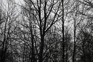 Canvas Print - A black and white photo of bare trees.