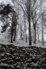 Wall Mural - Trees covered in snow stand tall in a winter forest scene.