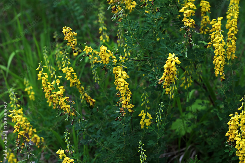 Yellow flower of black broom plant, Lembotropis nigricans.