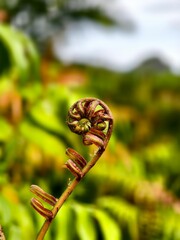 Wall Mural - Kelakai plants (Stenochlaena Palustris) grow wild and abundantly in the tropical nature of Kalimantan