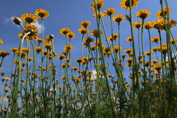 Canvas Print - yellow Cota tinctoria or golden marguerite flower, close up.