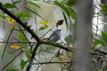 Wall Mural - Blue-Gray Gnatcatcher perched on the branch of a tree.