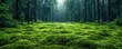© diowcnx - Mossy Green Forest with Trees in Sweden