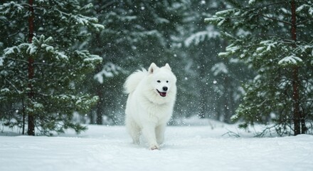  A playful white Samoyed dog joyfully running through a snowy forest landscape during winter - 