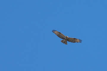 Poster - common buzzard in flight