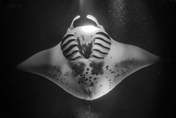 manta ray swimming toward surface of ocean under lights at night dive