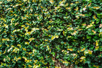 Wall Mural - Close-up view of a wall covered in vibrant green and yellow leaves. Lush foliage. Lush Green and Yellow Leaves Wall