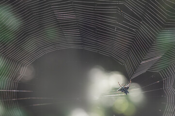 spider on web