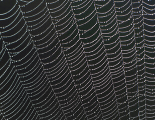spider web with dew drops