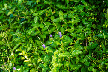 Wall Mural - Close-up view of vibrant green foliage with small purple flowers. Lush and natural scene. Vibrant Green Lush Foliage with Delicate Purple Flowers