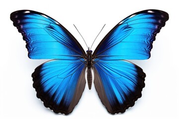 Canvas Print - Emperor butterfly animal insect blue.