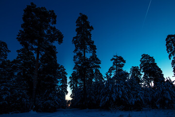 Poster - early winter morning in a pine forest. winter landscape.