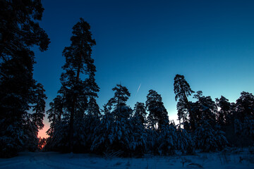 Poster - early winter morning in a pine forest. winter landscape.
