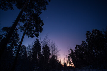Poster - early winter morning in a pine forest. winter landscape.
