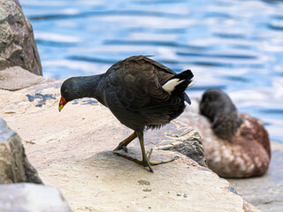 Wall Mural - Plain Swamp Hen Head Down On Rock