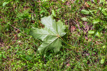 Wall Mural - The colors of autumn. Green maple leaf fell on the green grass.