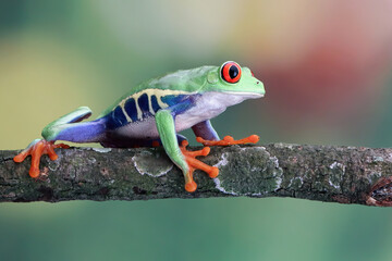 Wall Mural - red-eyed tree frog closeup on branch, red-eyed tree frog (agalychnis callidryas) closeup