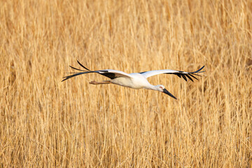 Wall Mural - 飛翔する美しく大きなコウノトリ（コウノトリ科）
英名学名：Oriental White Stork (Ciconia boyciana, family comprising storks)
栃木県栃木市渡良瀬遊水地-2025
