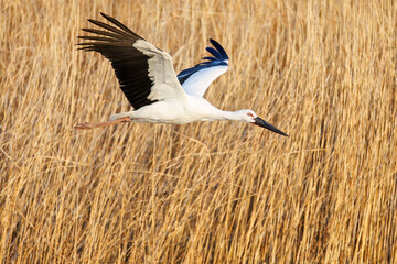 Wall Mural - 飛翔する美しく大きなコウノトリ（コウノトリ科）
英名学名：Oriental White Stork (Ciconia boyciana, family comprising storks)
栃木県栃木市渡良瀬遊水地-2025
