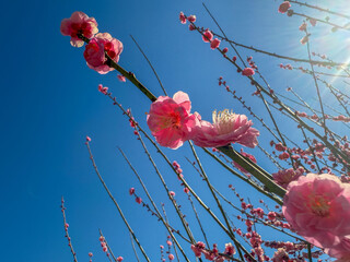 Wall Mural - plum flower in blossom