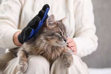 Wall Mural - Woman brushing her cat with grooming glove indoors, closeup