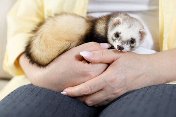 Wall Mural - Woman with cute ferret, closeup. Domestic pet