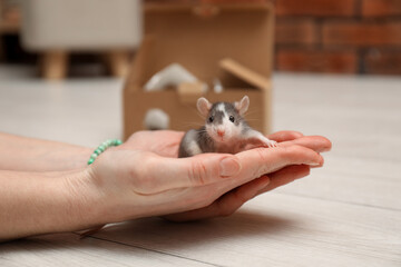 Wall Mural - Woman with cute rat at home, closeup