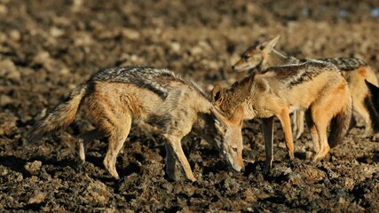 Wall Mural - a pair of black-backed jackals (canis mesomelas) in a muddy waterhole, kalahari desert, south africa