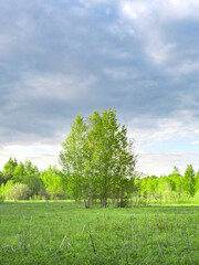 Wall Mural - tree stands in a field of grass