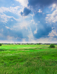 Wall Mural - field of grass with a cloudy sky in the background