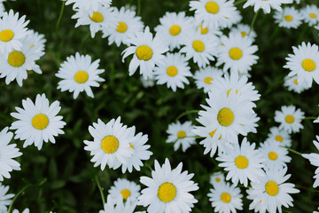 Wall Mural - A vibrant cluster of white daisies with yellow centers in bloom