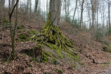 Wall Mural - FU 2023-04-09 SiebenNieder 189 Im Wald wächst ein Baum mit Moos an den Wurzeln