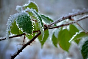 Wall Mural - Frost-Covered Green Leaves in Winter