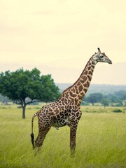 Wall Mural - Majestic giraffe in savannah landscape.