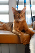 © Мария Охметзянова - Abyssinian cat lying on the windowsill. Young cat. Beautiful cat