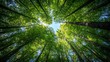 © Ilja - Green Canopy, Treetops Framing Blue Sky A Low Angle View of Lush Green Trees Towering into Sky,