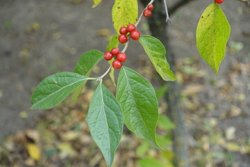 Wall Mural - Closeup of red berries and green leaves on branch of Lonicera maackii in October