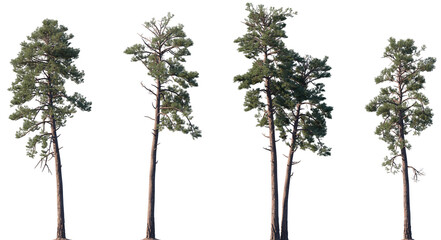 Wall Mural - set of pinus radiata (the monterey pine, insignis pine, or radiata pine) frontal isolated png on a t