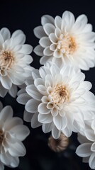 Sticker - Delicate White Flowers Displaying Intricate Petals and Golden Stamen on a Dark Background