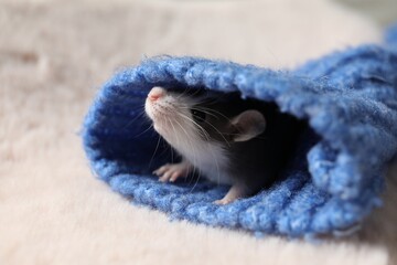 Wall Mural - Adorable little rat in blue sweater on faux fur, closeup. Space for text