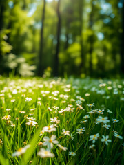 Wall Mural - artistic nature closeup daisy flowers on meadow floral abstract background. peaceful sunny spring me