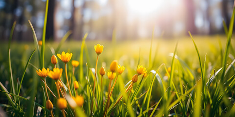 Wall Mural - Abstract soft focus sunset field landscape of yellow flowers and grass meadow warm golden hour sunset sunrise time. Tranquil spring summer nature closeup and blurred forest background. Idyllic nature