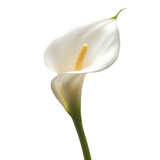 calla lily isolated on transparent png